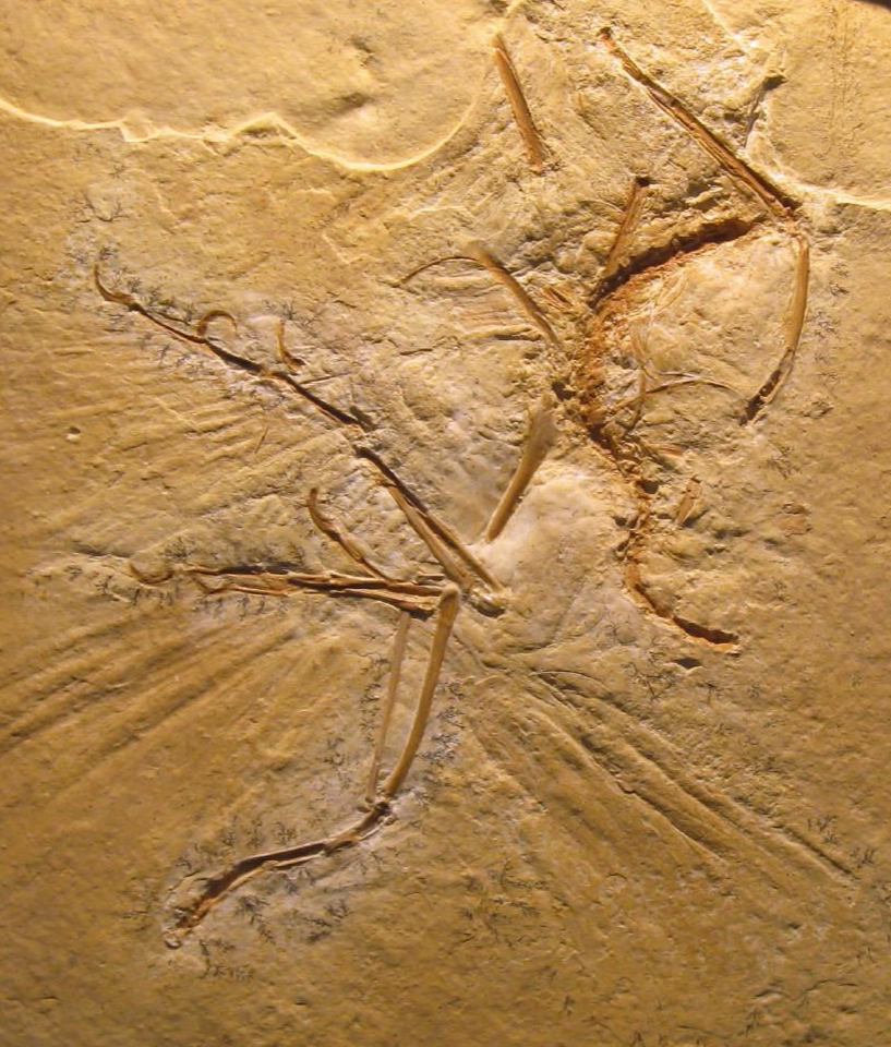 Fossilienverkauf_Archaeopteryx_Maxberg